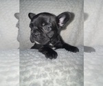 Small #1 French Bulldog