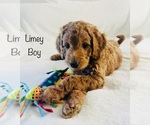 Small Photo #5 Goldendoodle Puppy For Sale in PHOENIX, AZ, USA