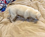 Small #3 Labrador Retriever