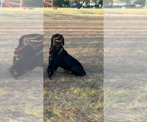 Rottweiler Puppy for sale in CEDAR HILL, TX, USA