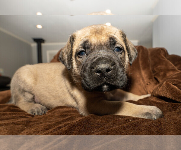 Medium Photo #11 Mastiff Puppy For Sale in WOODSTOCK, GA, USA