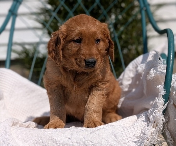 Medium Photo #2 Golden Retriever Puppy For Sale in GOSHEN, IN, USA