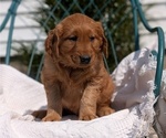 Small #1 Golden Retriever