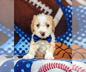 Cocker Spaniel-Poodle (Miniature) Mix Puppy for sale in NEW HOLLAND, PA, USA