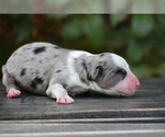 Small Photo #4 Miniature American Shepherd Puppy For Sale in BENTON CITY, WA, USA
