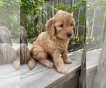 Puppy Agnes Goldendoodle
