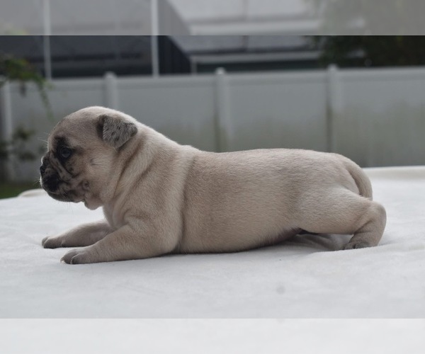 Medium Photo #5 Pug Puppy For Sale in PALM COAST, FL, USA