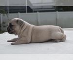 Maple - Female Pug Puppy for Sale - Photo #5