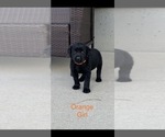 Small Photo #4 Labrador Retriever Puppy For Sale in CUMMINGS, KS, USA