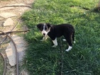 Small Photo #9 Border Collie Puppy For Sale in GUSTINE, CA, USA