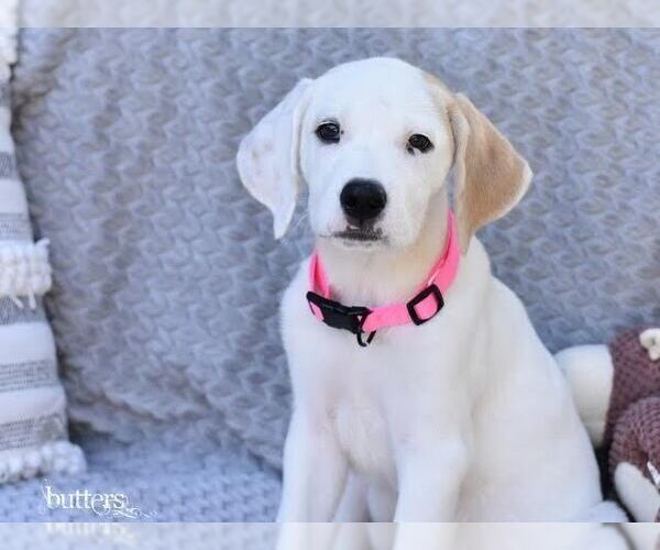 Medium Photo #2 Labrador Retriever-Unknown Mix Puppy For Sale in Brewster, NY, USA