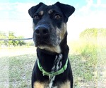 Small #2 Labrador Retriever Mix