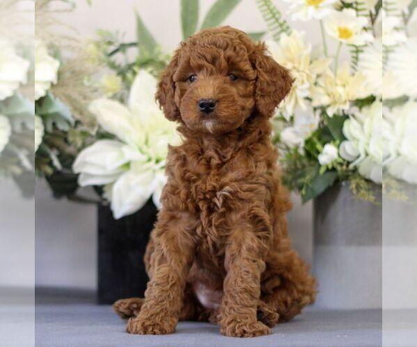 Medium Photo #5 Goldendoodle (Miniature) Puppy For Sale in EAST EARL, PA, USA