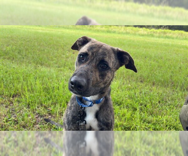 Medium Photo #1 Labrador Retriever Puppy For Sale in Ocala, FL, USA