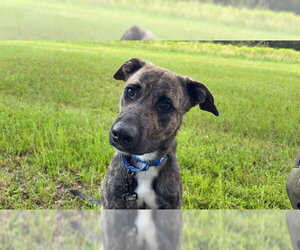 Labrador Retriever Dogs for adoption in Ocala, FL, USA