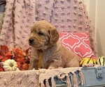 Pumpkin - Female Golden Retriever Puppy for Sale - Photo #2