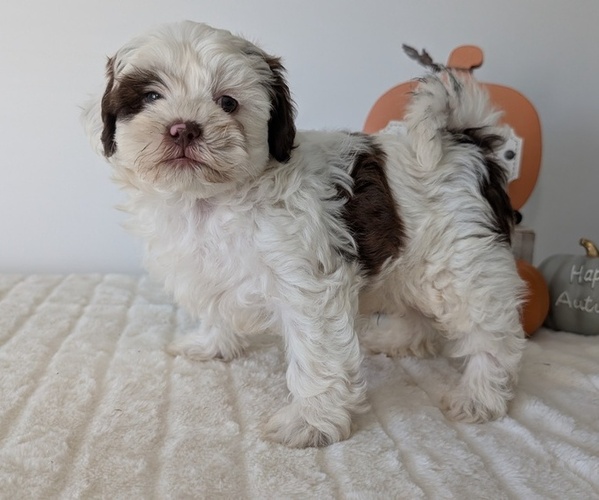 Medium Photo #15 ShihPoo Puppy For Sale in GOSHEN, IN, USA