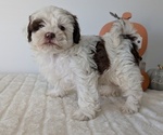 Small #14 ShihPoo