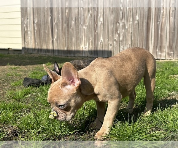 Medium Photo #10 French Bulldog Puppy For Sale in BRYAN, TX, USA