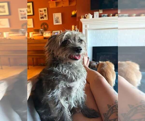 Medium Photo #2 Mutt Puppy For Sale in Rochester, NY, USA