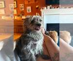 Small #1 Mutt
