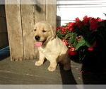 Small Photo #9 Golden Retriever Puppy For Sale in SUGARCREEK, OH, USA