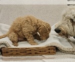 Small Photo #9 Goldendoodle (Miniature) Puppy For Sale in EAGLE MOUNTAIN, UT, USA