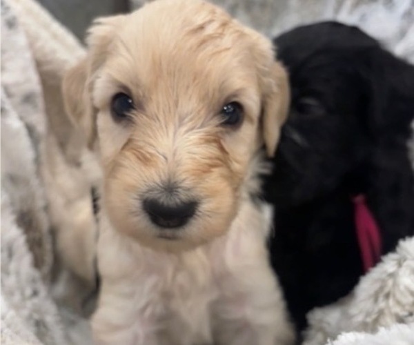 Medium Photo #1 Schnoodle (Giant) Puppy For Sale in ANDERSON, CA, USA