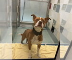 PETEY - Male Mutt Dog for Adoption - Small photo
