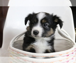 Small Photo #8 Australian Shepherd Puppy For Sale in STAFFORD, VA, USA