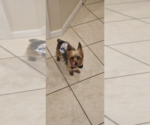 Father of the YorkiePoo puppies born on 05/05/2025