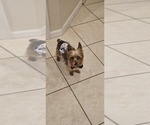Small Photo #1 YorkiePoo Puppy For Sale in OCALA, FL, USA