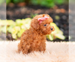 Small Photo #90 Maltipoo (Miniature) Puppy For Sale in WARSAW, IN, USA