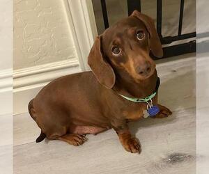 Dachshund Dogs for adoption in Los Angeles, CA, USA
