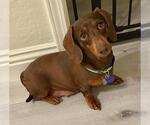 Small Dachshund