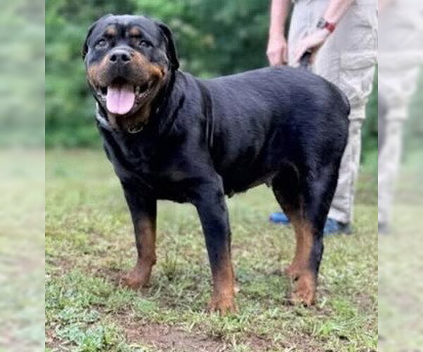 Medium Photo #2 Rottweiler Puppy For Sale in Hillsboro, NH, USA