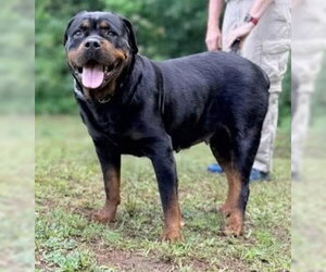 Eva - Female Rottweiler Dog for Adoption - Photo #2
