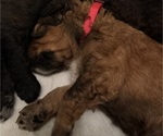 Small #6 Bernedoodle