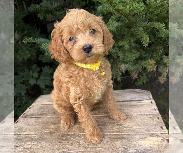 Medium Photo #3 Cockapoo (Miniature) Puppy For Sale in MIDDLEBURY, IN, USA