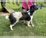 Small Photo #1 Newfoundland Puppy For Sale in OLIVE HILL, KY, USA