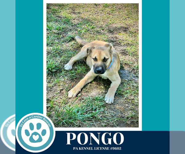 Medium Photo #1 Mutt Puppy For Sale in Kimberton, PA, USA