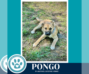 Mutt Dogs for adoption in Kimberton, PA, USA