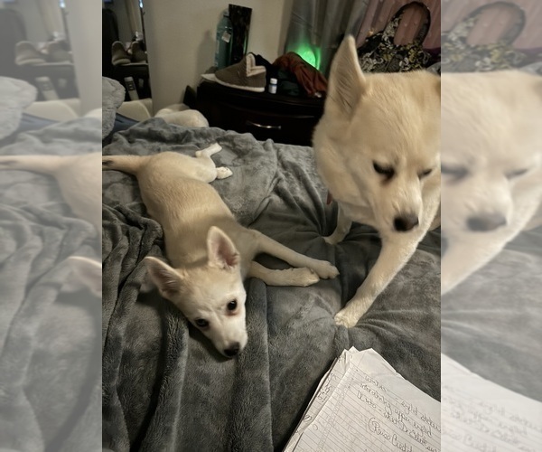 Medium Photo #240 Pomsky Puppy For Sale in LOVELAND, CO, USA