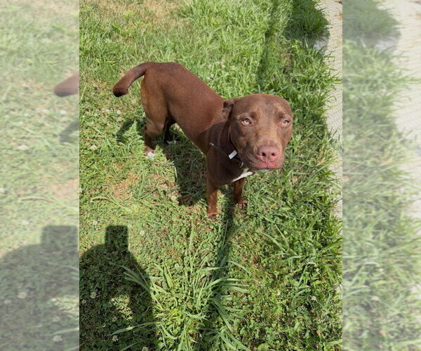 Medium Photo #4 American Staffordshire Terrier-Labrador Retriever Mix Puppy For Sale in Pierceton , IN, USA