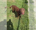 Small #3 American Staffordshire Terrier-Labrador Retriever Mix