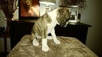 Small Photo #15 Boxer Puppy For Sale in KENNEWICK, WA, USA