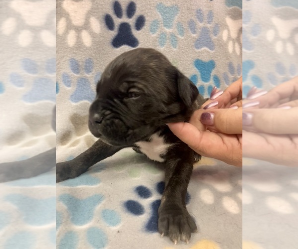 Medium Photo #1 Cane Corso Puppy For Sale in LAVEEN, AZ, USA