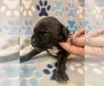 Small Photo #3 Cane Corso Puppy For Sale in LAVEEN, AZ, USA