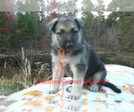 Small #4 German Shepherd Dog