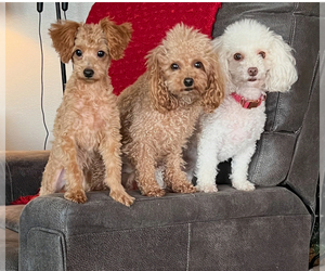 Father of the Poodle (Toy) puppies born on 06/24/2026